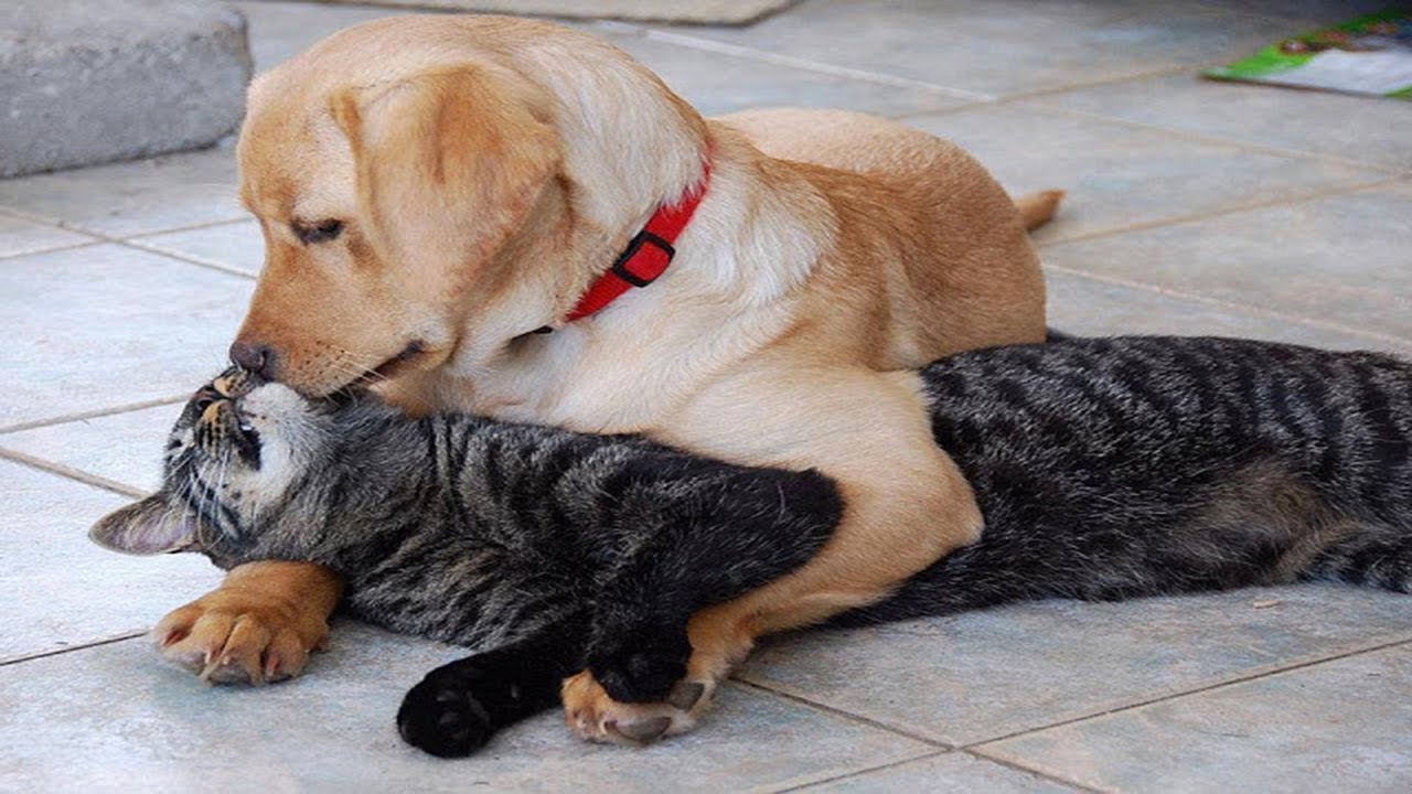 Romantic Dog and cat act like a couple -Funny video compilation