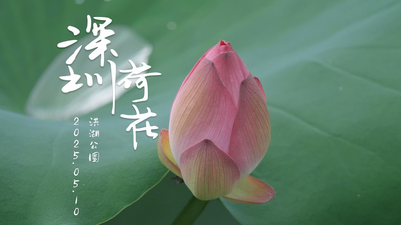 洪湖公園荷花 也開了 4K