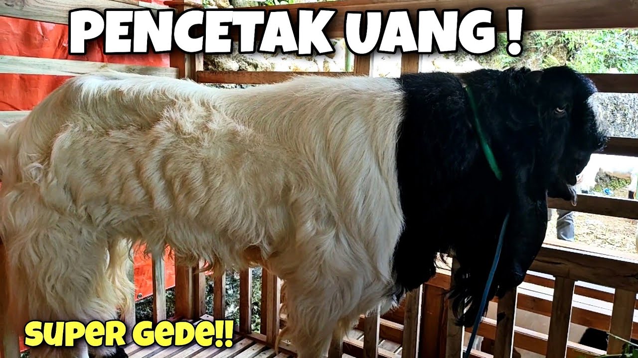 ANAK NYA USIA 2 BULAN DIHARGAI 100JUTA