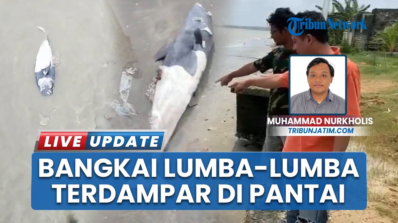 Hebohkan Warga, Bangkai Lumba-lumba Ditemukan Terdampar di Pantai Tuban