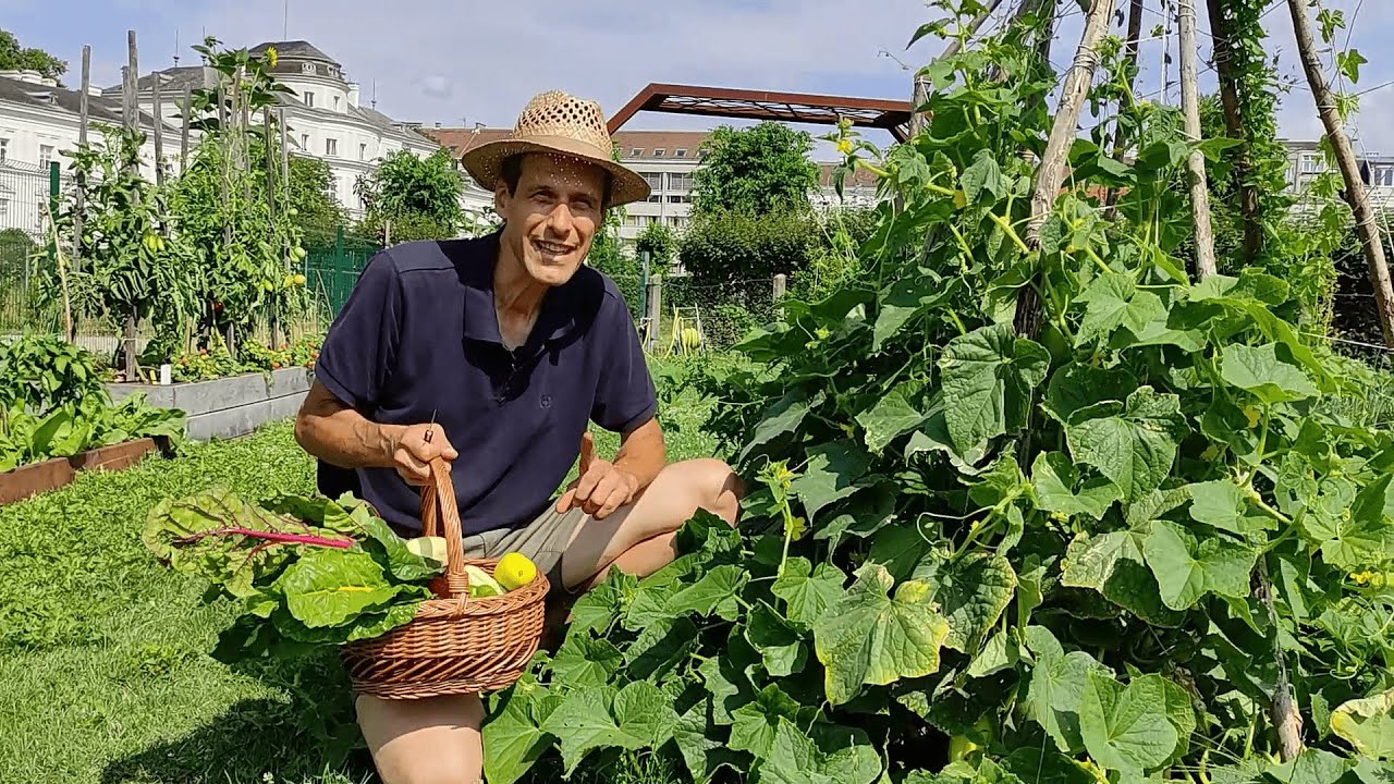 Gemüsegarten im August 👨‍🌾 Ernte & Pflegetipps für Gurken 🥒, Zucchini, Mangold, Fisolen uvm 🥬