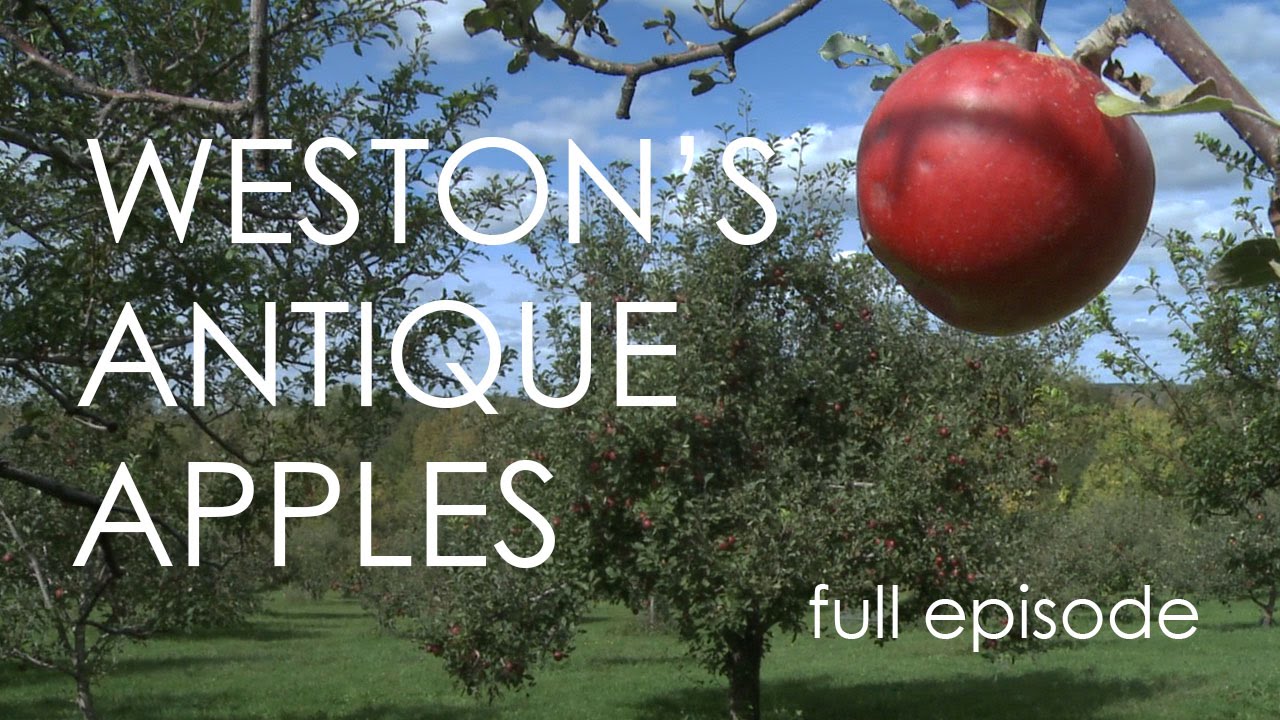 Wisconsin Foodie - Weston's Antique Apple Orchard