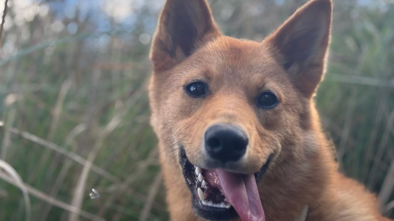 Обычная прогулка с собакой 🐕