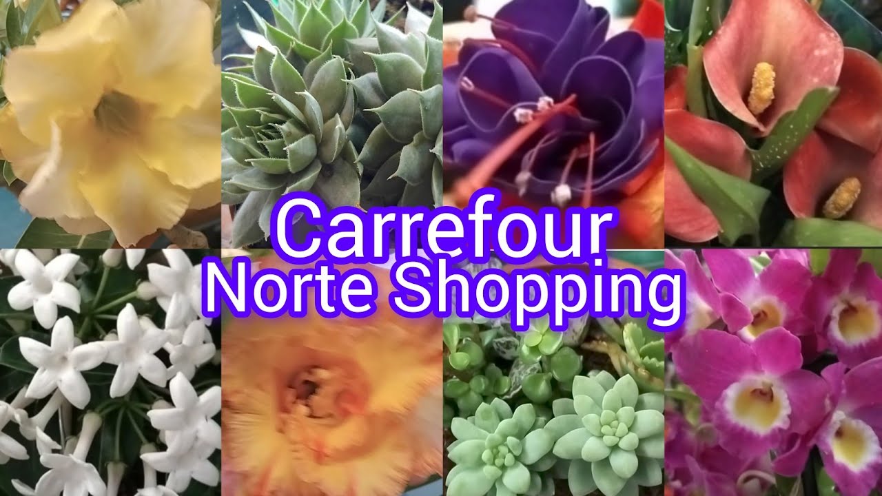 Plantas no Carrefour !#suculentas #cactos #fypviral #flores #vida#casa #amigos #jardim #fypp #sol
