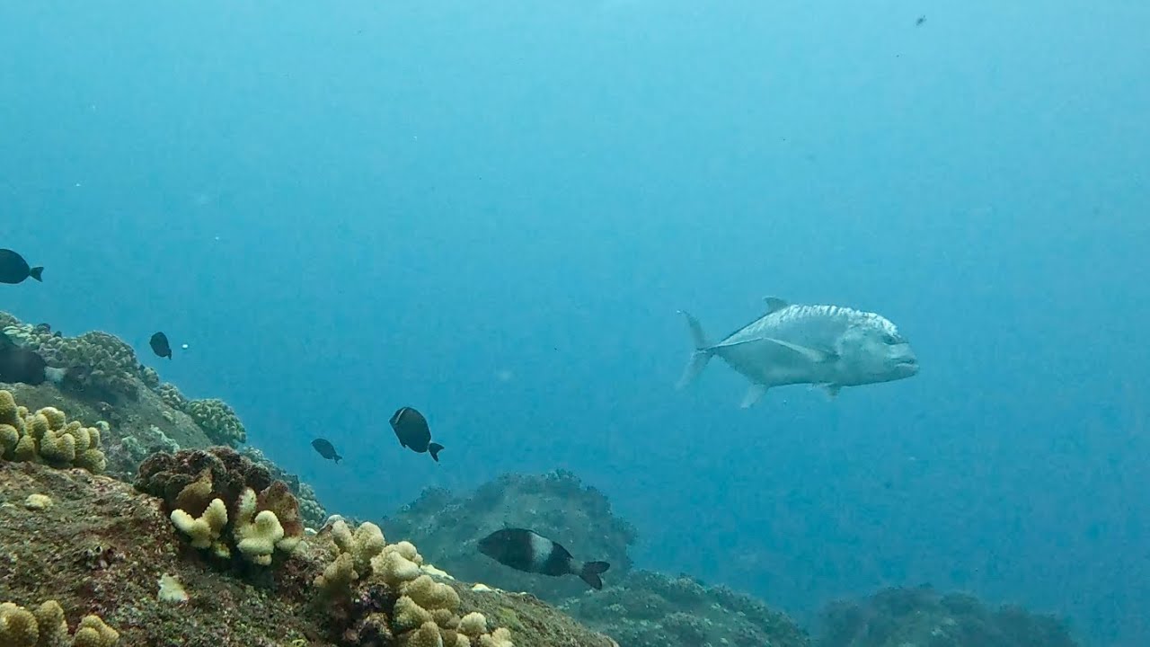 Spearfishing for only what I need in Hawaii -catch & cook-