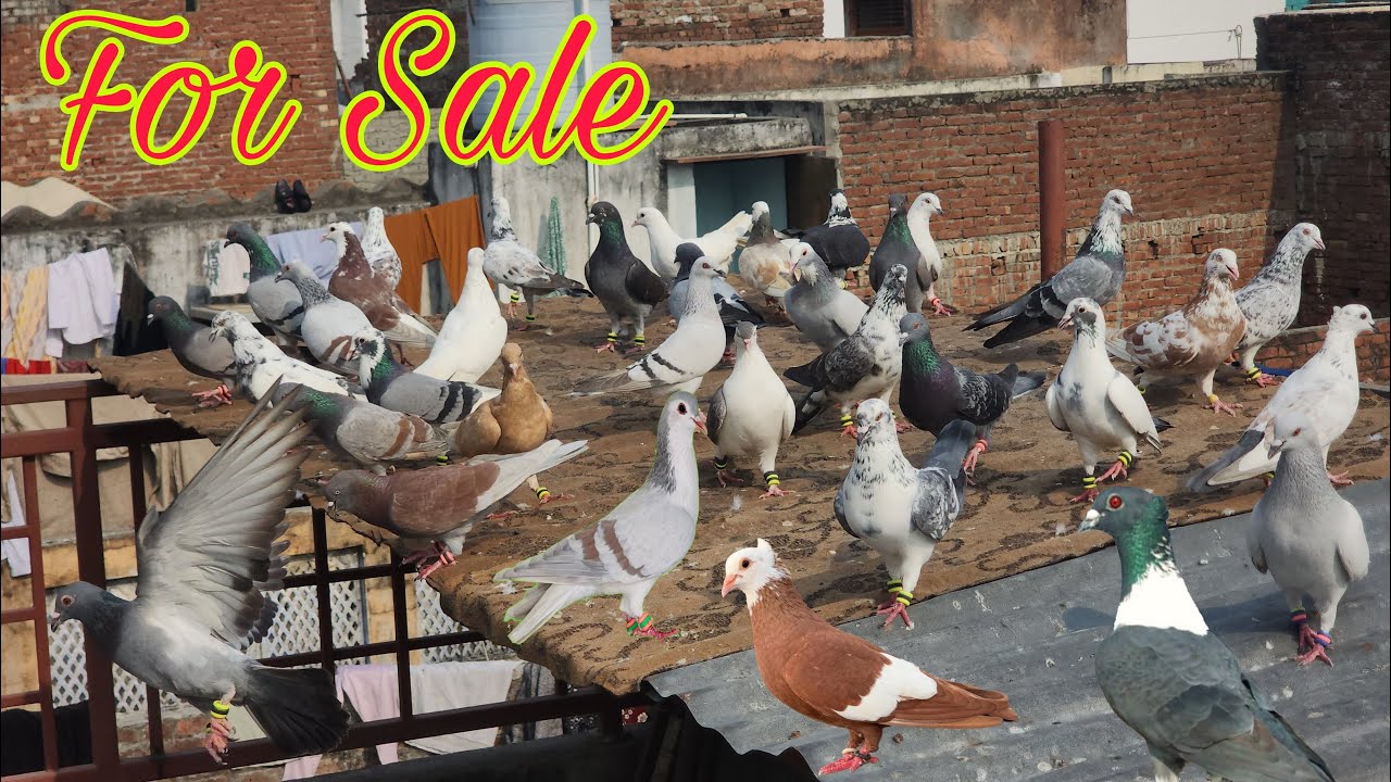 गर्दान लड़ते दौड़ते हुए 43 कबूतर।Gardaan kabootar for sale Amroha. Aadil bhai  9720181167