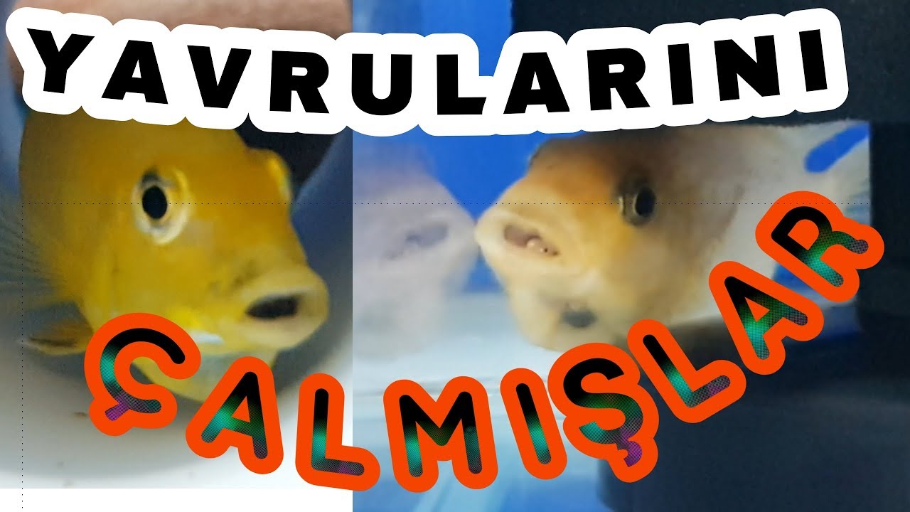 1 BALIKTAN 3 FARKLI YAVRU ÇIKTI, balık kusturma videosu, sarı prenses, mavi prenses