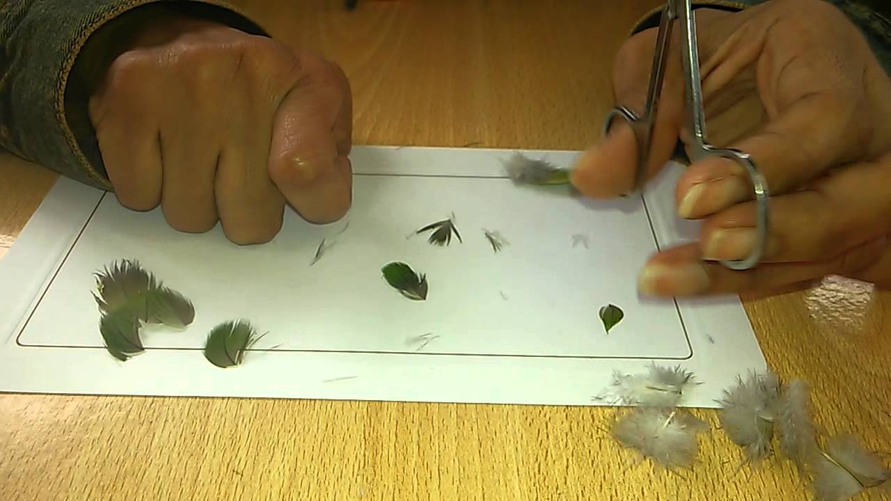 Arte en plumas - limpieza y armado de hojas