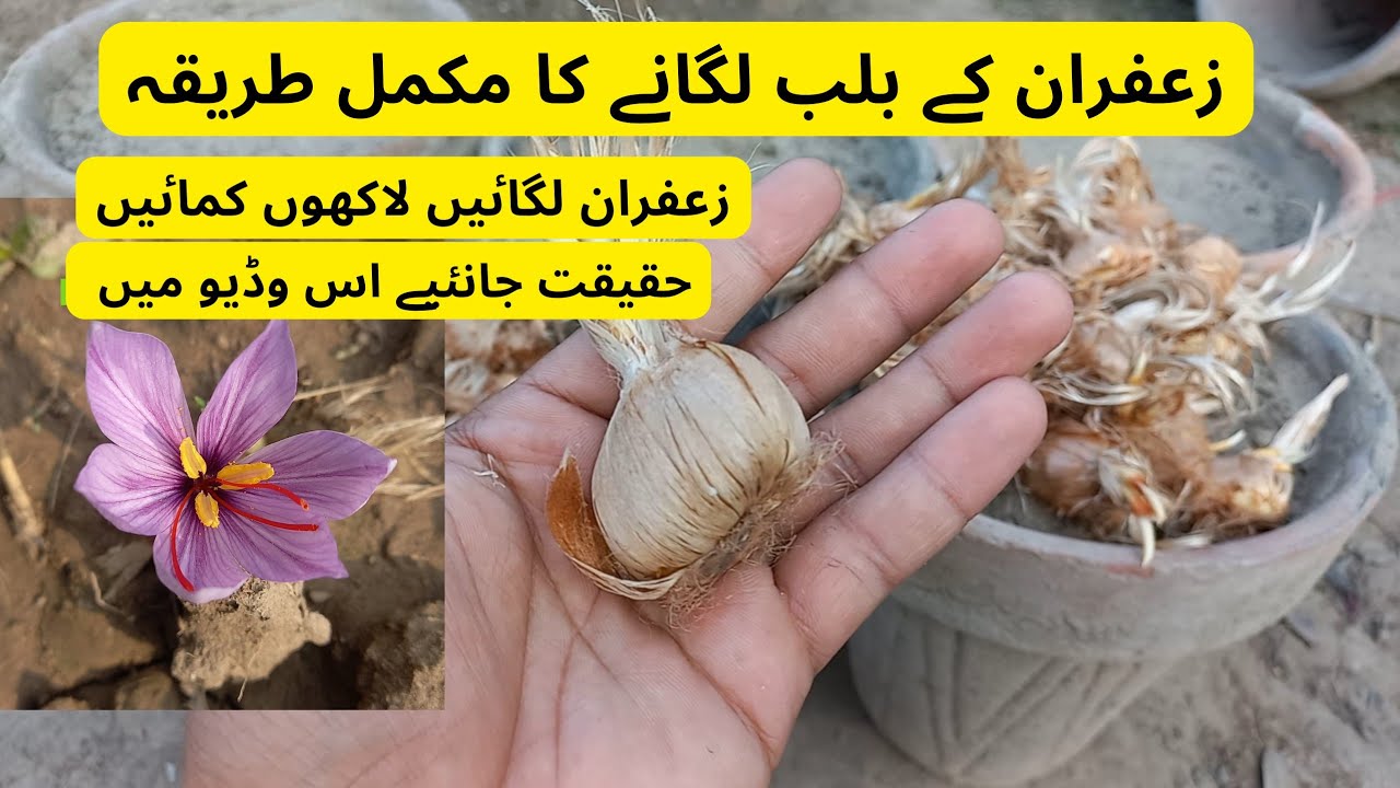 How To Grow Saffaron From Bulbs | Grow Zafran In Pot | Grow In Pot