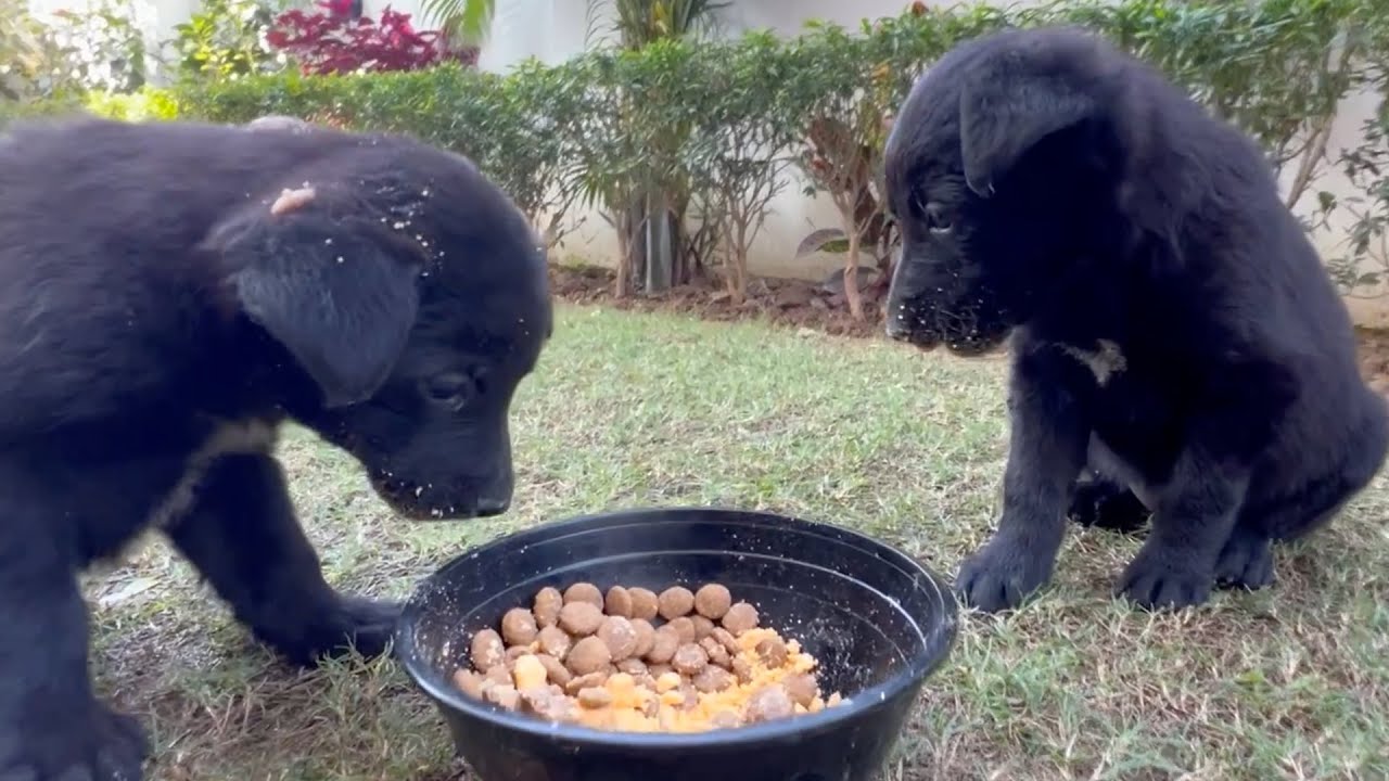 Happy Little Puppies Enjoying Their Food 🐾 🐶 #doglovers #puppies #dogfood #cutepuppies #shorts #dog