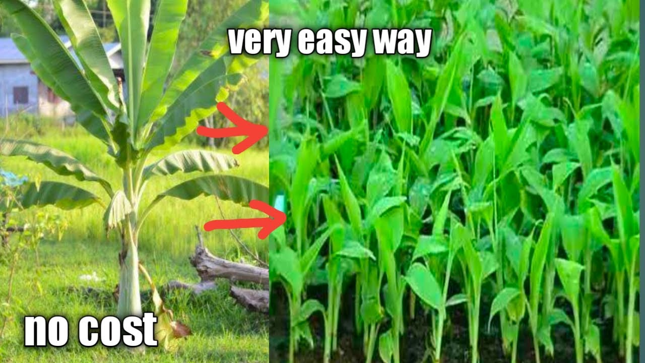 1 puno ng lakatan naging 91 na piraso/pagpaparami ng binhi ng lakatan/pagtatanim ng saging
