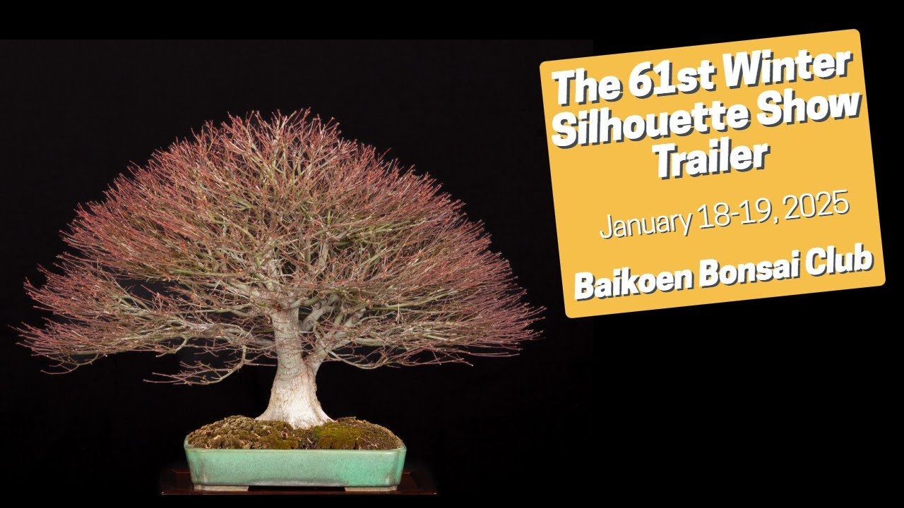 Trailer: The 61st Baikoen Bonsai Club Winter Silhouette Show  -  January 18-19, 2025 LA Arboretum