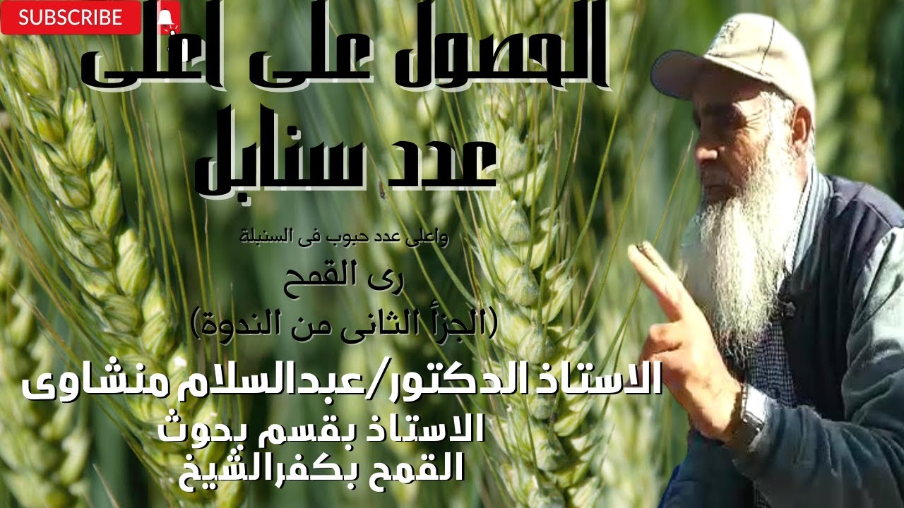 رية التشتية للقمح 2025: زيادة عدد السنابل بنصائح د. عبدالسلام منشاوي!