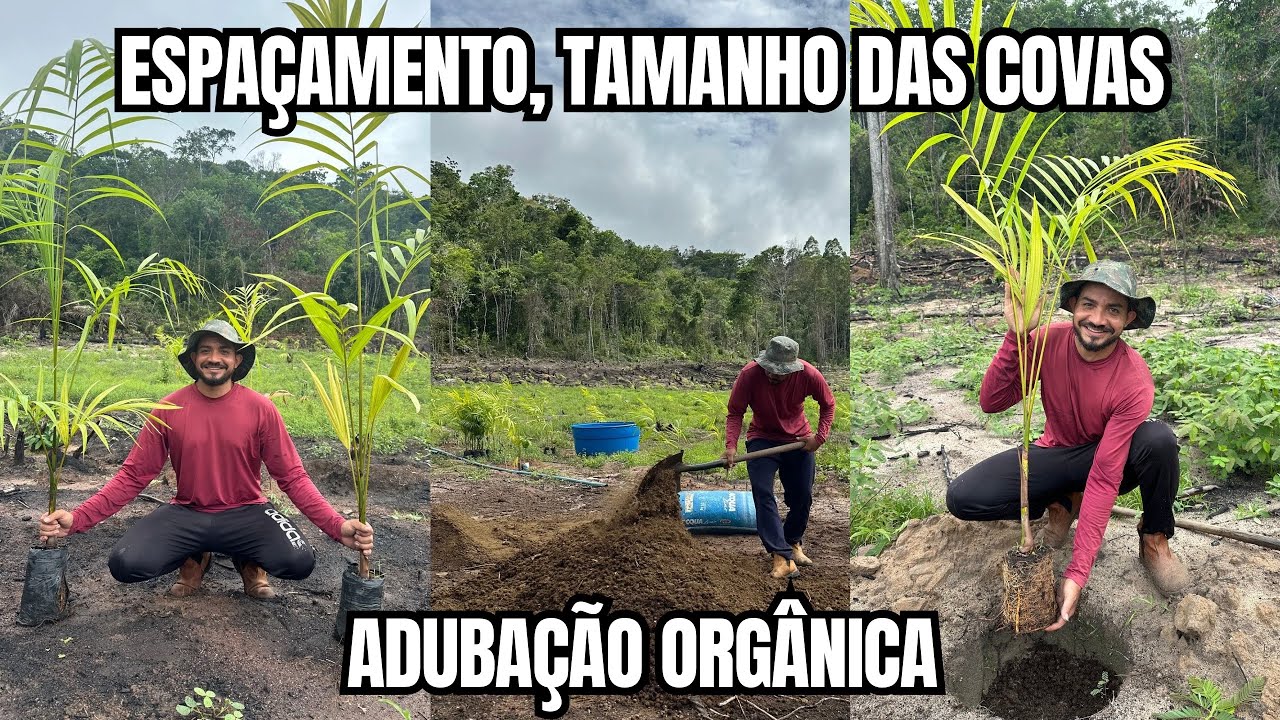 COMO FAZER UMA PLANTAÇÃO DE AÇAÍ!.