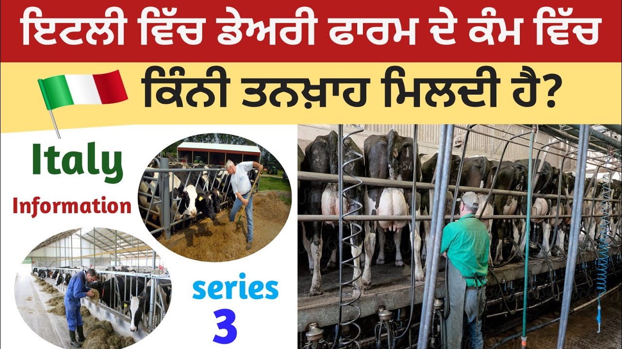 Dairy farm work salary in italy। ਇਟਲੀ 🇮🇹 ਵਿੱਚ ਡੇਅਰੀ ਫਾਰਮ 🐄🐂 ਦੇ ਕੰਮ ਵਿੱਚ ਕਿੰਨੇ ਪੈਸੇ ਬਣਦੇ ਆ ?