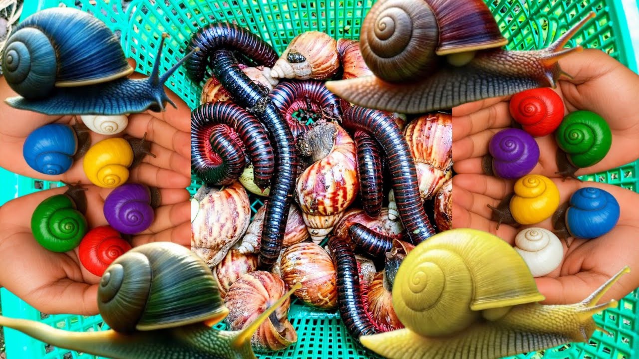 HUNTING SNAIL - berburu dan menemukan bekicot cantik nan lucu di kebun, belajar bekicot & snail pt5