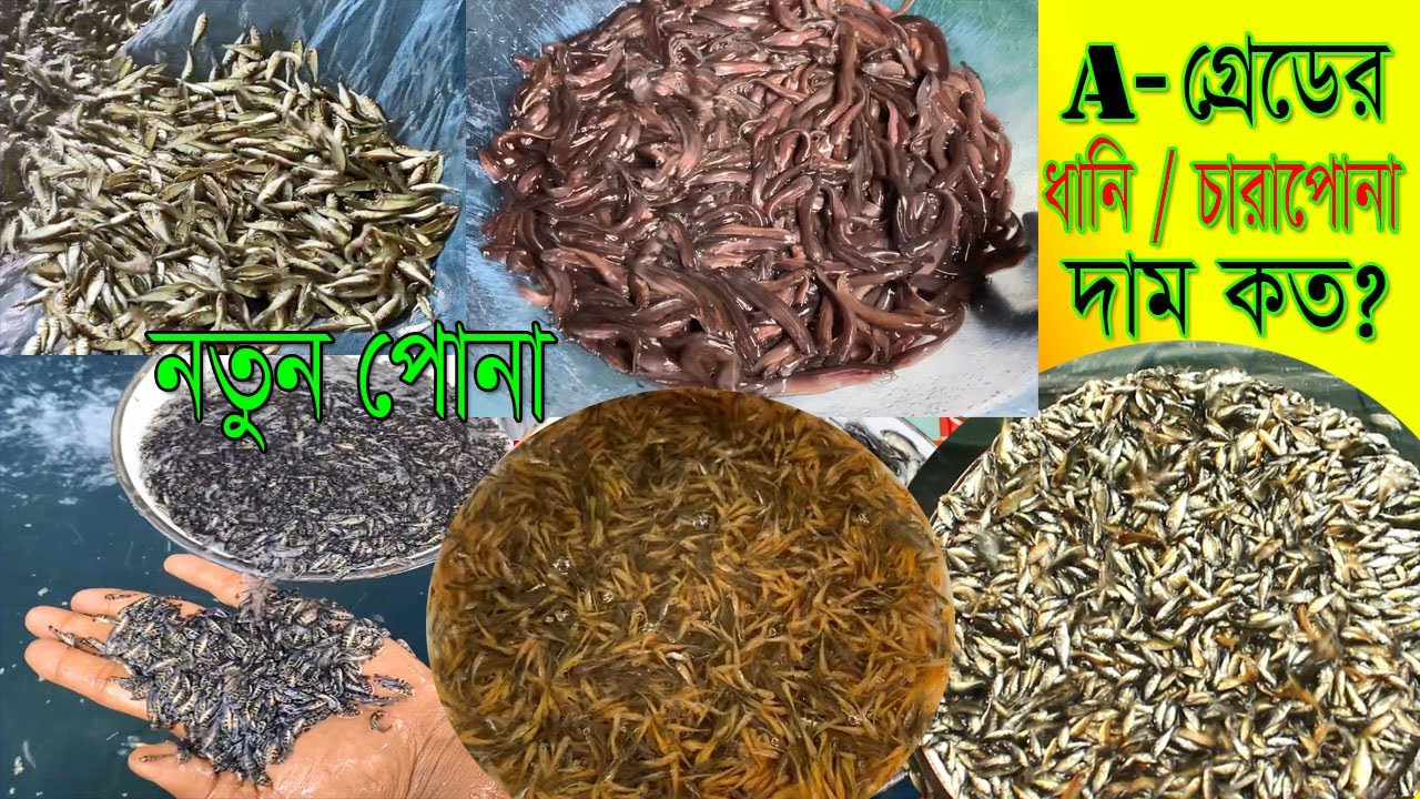 কোন মাছ চাষে লাভ বেশি যেনে নিন।নতুন ধানি ও চারাপোনার পাইকারি দাম কত?মাছের পোনার ভিডীও।#fishinglife