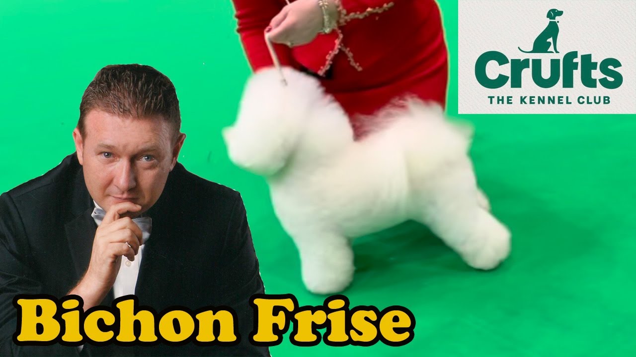Crufts 2022 Bichon Frise