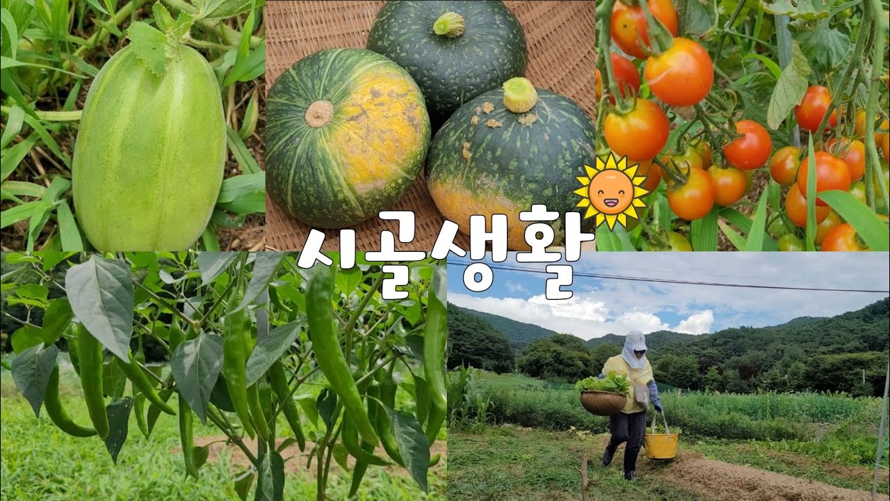 ENG 한여름 뙤약볕에 여름수확은 절정에 이르고🌞 덕분에 수확한 야채로 7가지 김치가 만들어졌어요! 🥬 평범한 일상이 힘이되는 #시골일상 vlog
