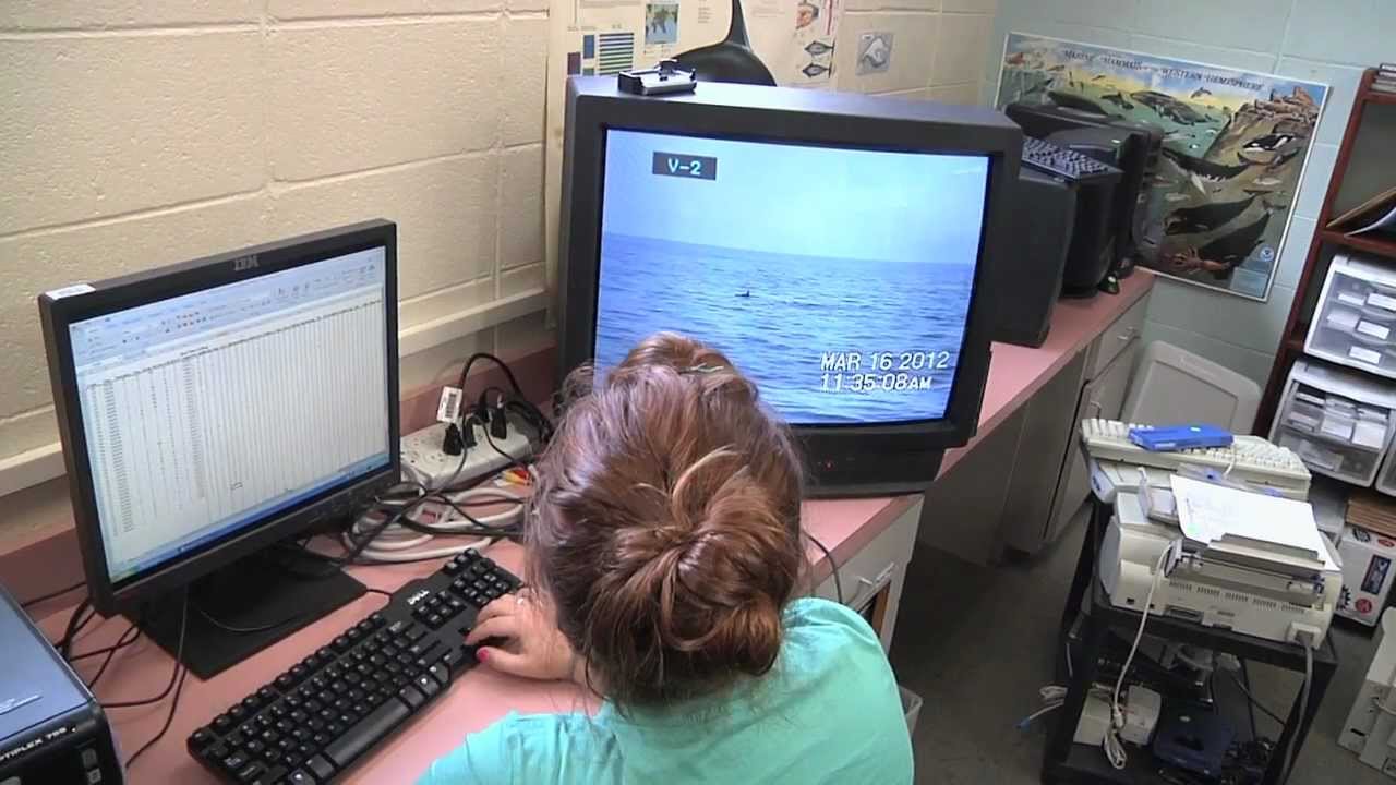 Marine Mammal Behavior and Cognition Lab Studies Dolphin Behavior