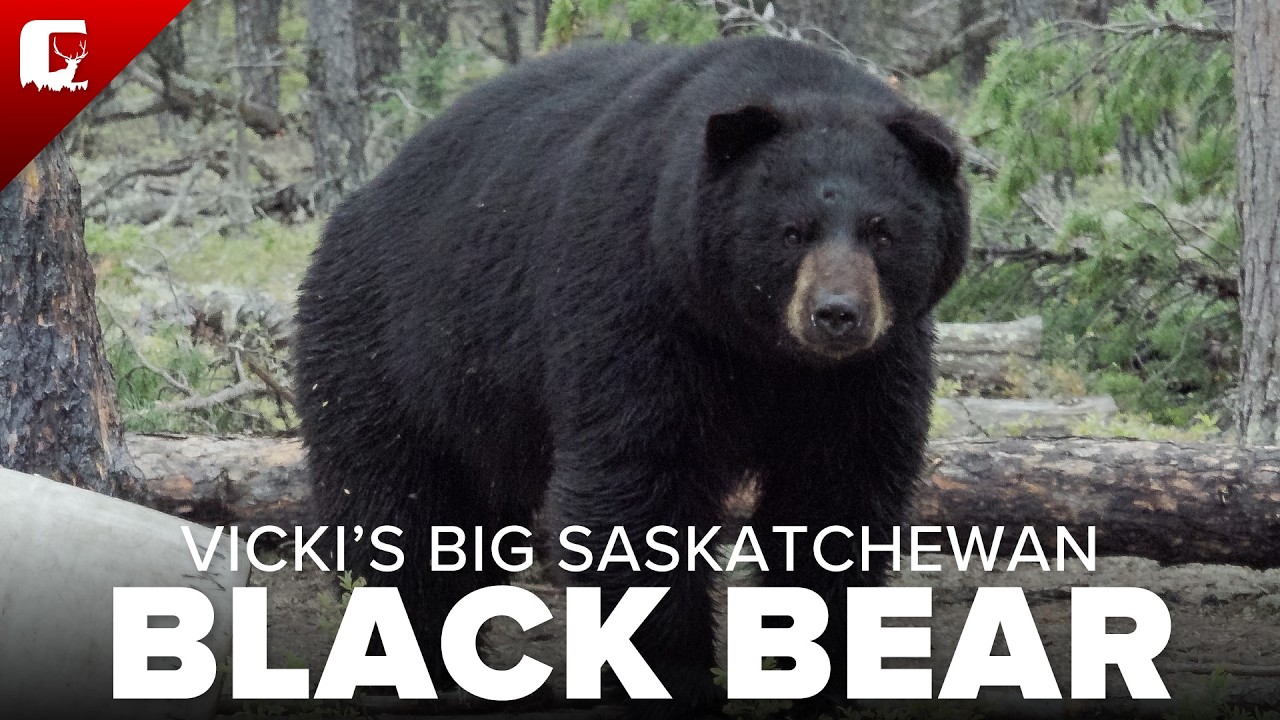 Epic Bear Hunt Adventure at Cree River Lodge!
