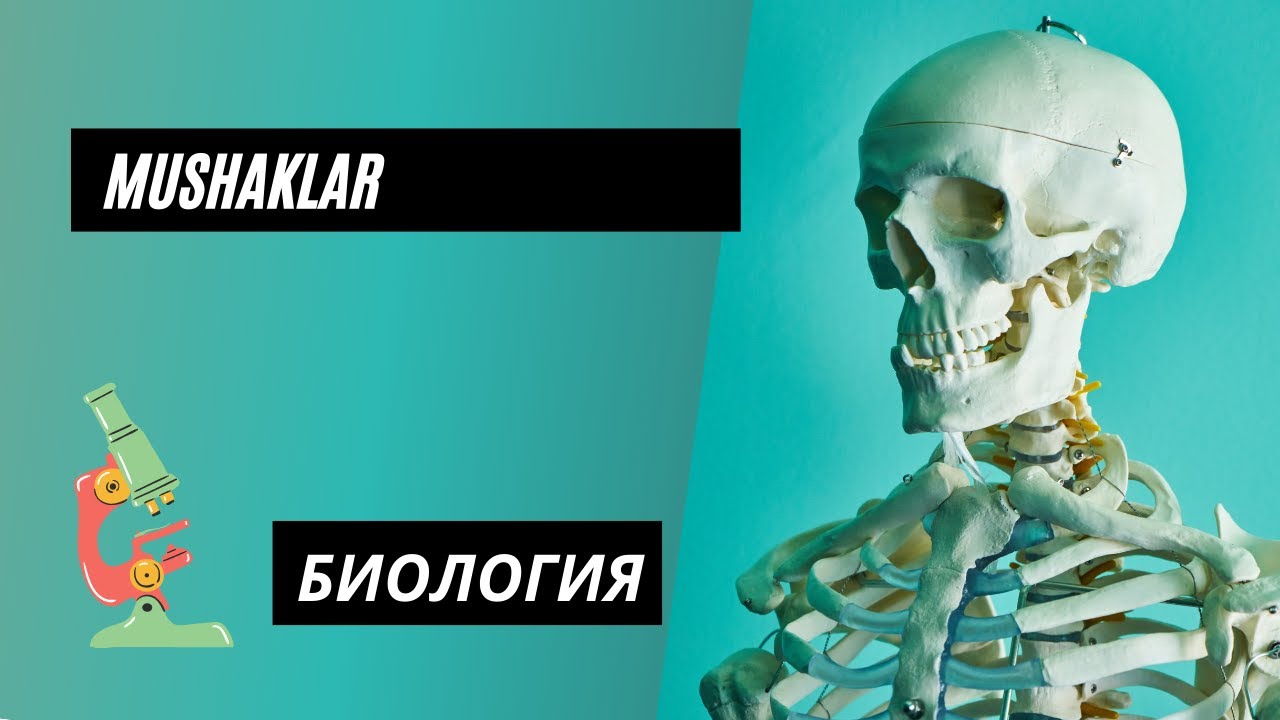Biologiya: Mushaklar