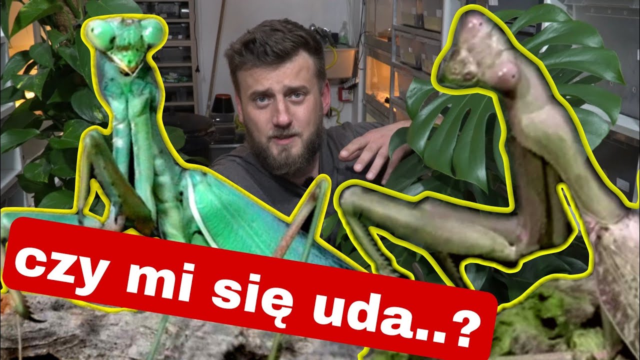 ZABÓJCZA💔 MIŁOŚĆ MODLISZKI ➡️ Sphodromantis viridis