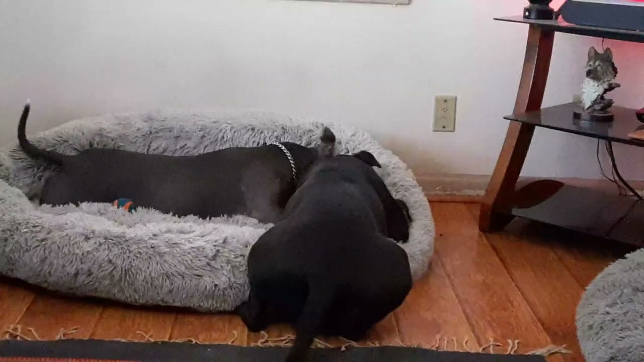 Thursday afternoon, Gypsy n Raine discussing the upcoming winter storm ❤️🐾