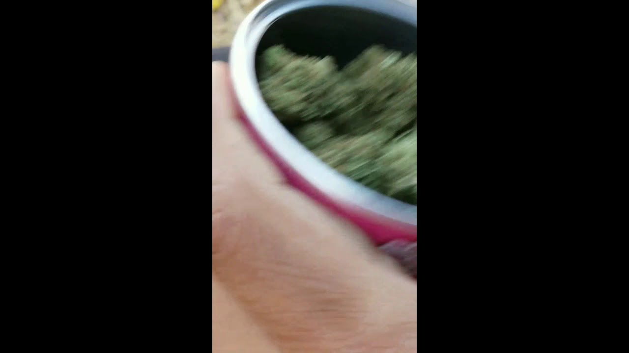Opening a can of HoneyComb Gelato 15% THC