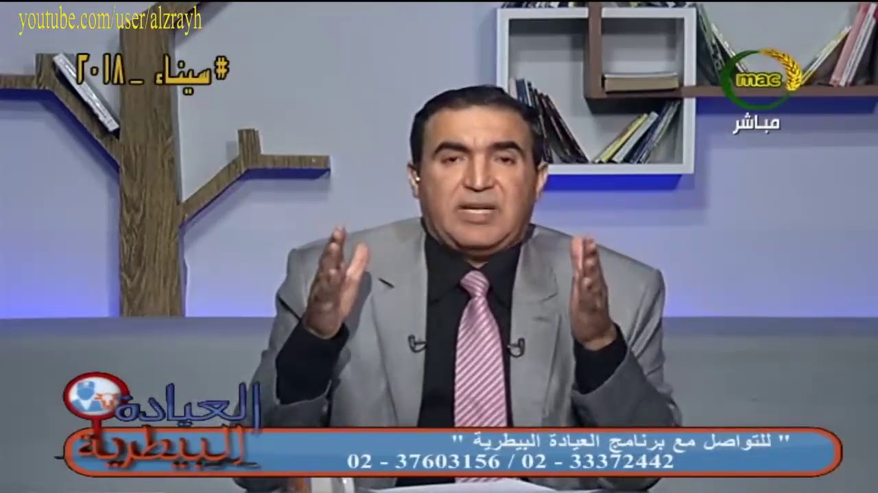 اهمية اعطاء مضادات الديدان الداخلية والطفيليات الخارجية الى الابقار العشار