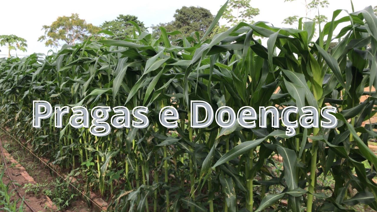 Como Combater as Pragas e Doenças do milho 🌽 pamonha?