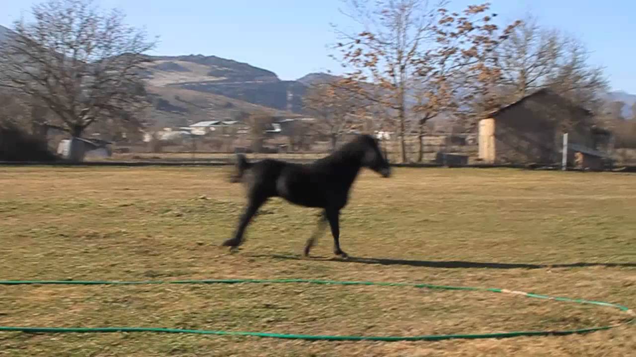 ΑΛΟΓΑ ΓΙΩΡΓΑΛΙΔΙΚΑ- ΔΙΓΕΝΗΣ .ΚΩΣΤΑΣ ΑΠΟΣΤΟΛΟΠΟΥΛΟΣ