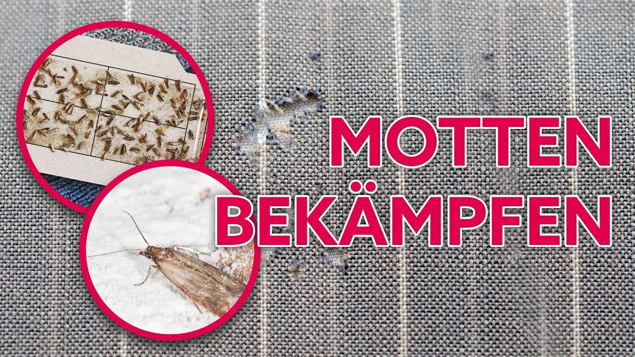 Kleidermotten und Lebensmittelmotten erfolgreich bekämpfen