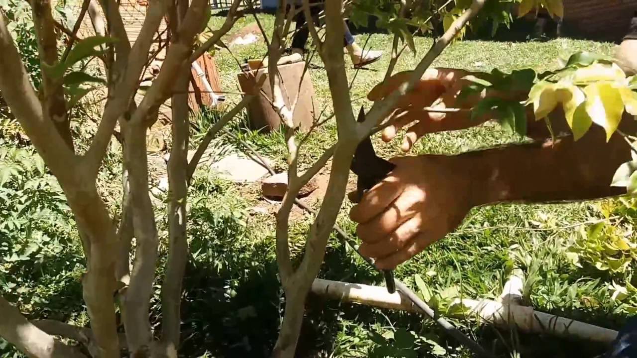 Como podar um pé de jabuticaba