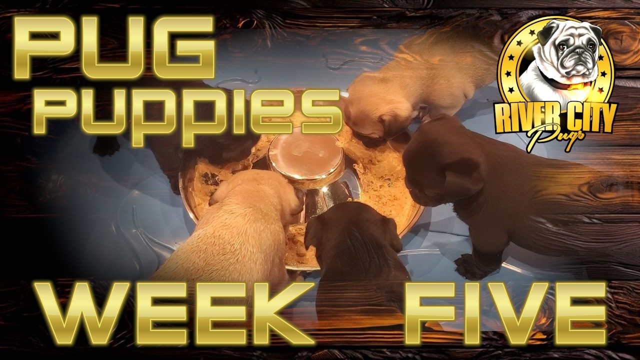 Pug Puppies - WEEK FIVE - Update