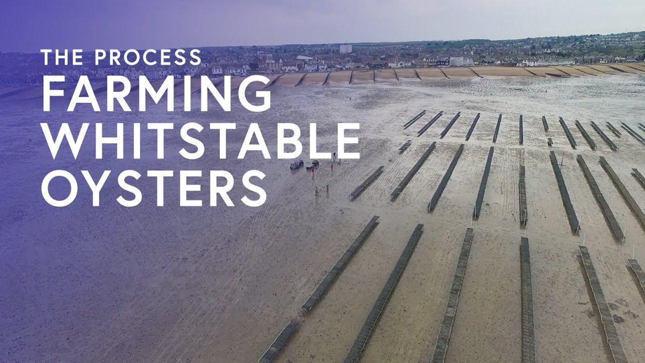 Farming Whitstable Oysters - The Process