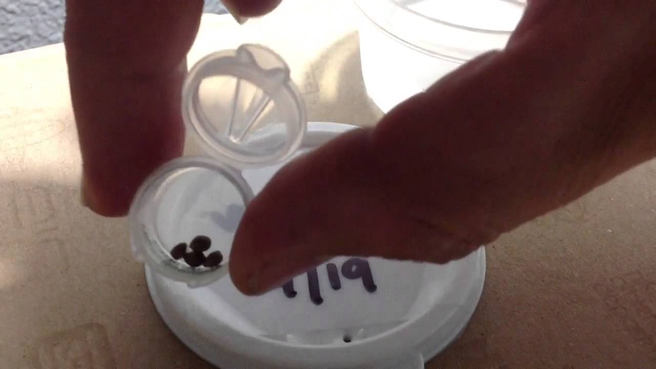 White VooDoo By LaPlata Labs