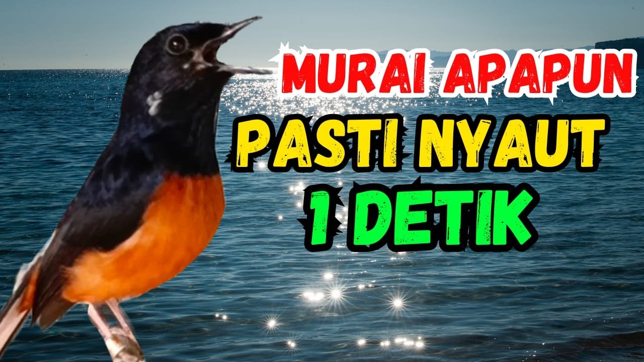 1 DETIK LANGSUNG ON MURAI BATU GACOR PASTI NGAMUK MENDENGAR PANCINGAN MURAI BATU BIKIN MURAI EMOSI