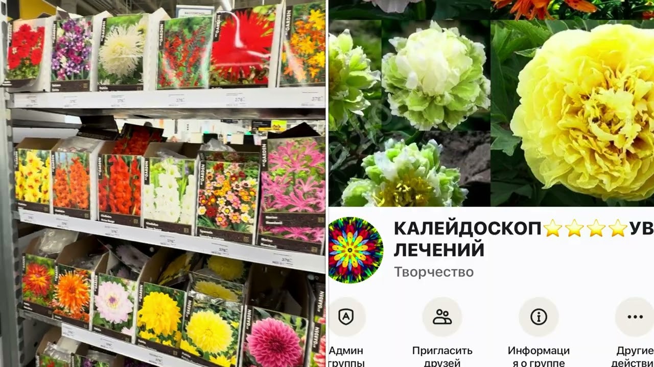 ЛЕМАНА ПРО 🤗ОБЗОР РАСТЕНИЙ 🌞ВОЛЖСКИЙ 📡17.02.26.#калейдоскопувлечений #растение#хобби#