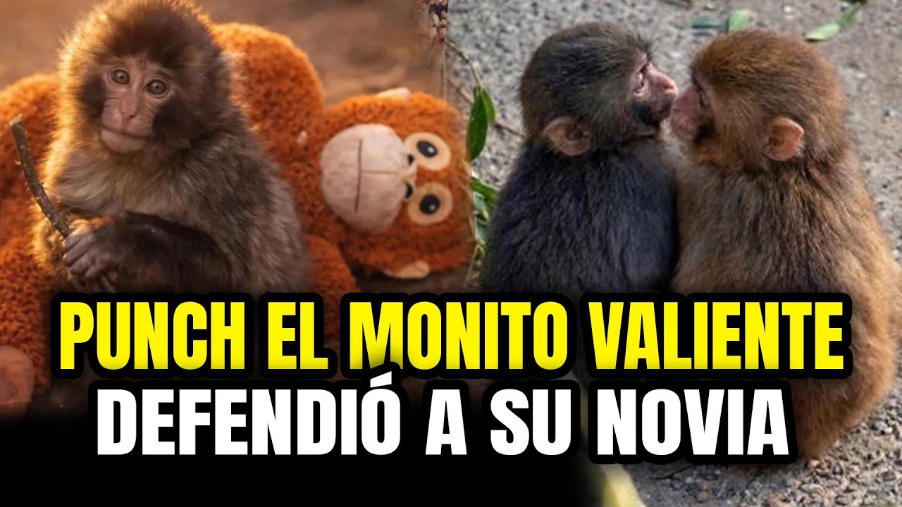 PUNCH EL MONITO DEFENDI&Oacute; a su NOVIA &iexcl;YA NO SE DEJA EMPUJAR!