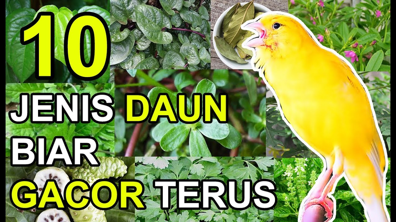 10 Jenis DAUN yg Bagus untuk BURUNG KENARI Biar GACOR Terus
