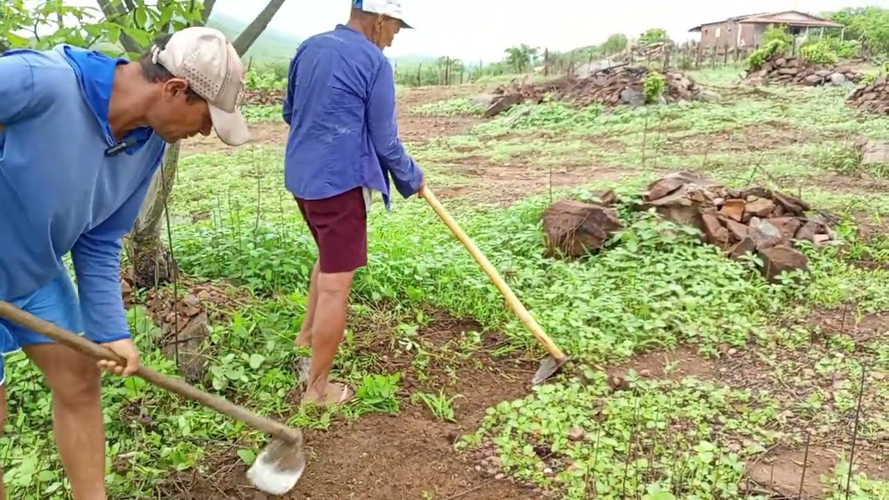  Plantio de feijão 🫛! Seguimos Firmes na Limpeza da Roça de Milho no Sertão — Vem Acompanhar! 💪🚜