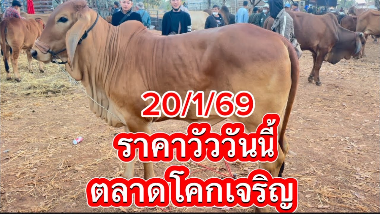 พาชมบรรยากาศซื้อขายวัวตลาดโคกเจริญ อ. สว่างแดนดิน จ. สกลนคร 20/1/69 #ราคาวัววันนี้ #cow 
