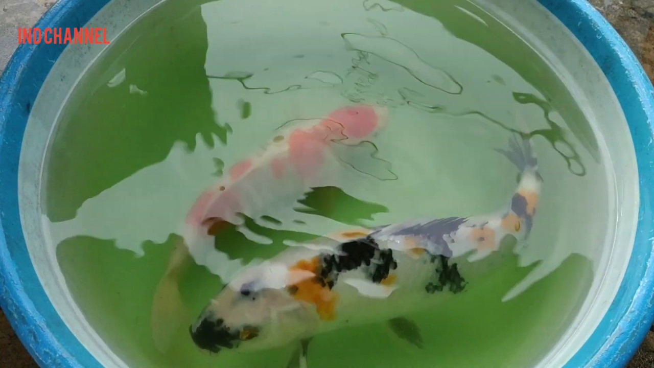 4 penyebab ikan bisa bertelur sendiri di kolam&cara membedakan jantan dan betina pada ikan koi.