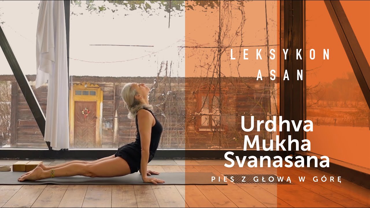 028  Urdhva Mukha Svanasana / Pies z głową w górę - LEKSYKON ASAN VIDEO Joga Foksal