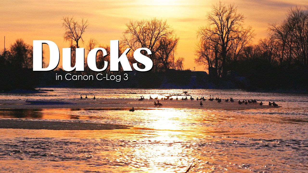 Ducks