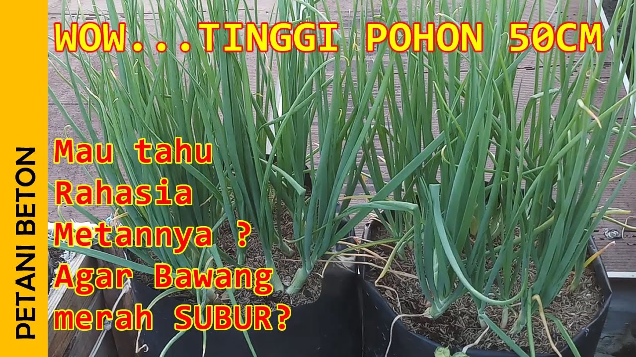 CARA MENANAM BAWANG MERAH DI POLYBAG BESAR