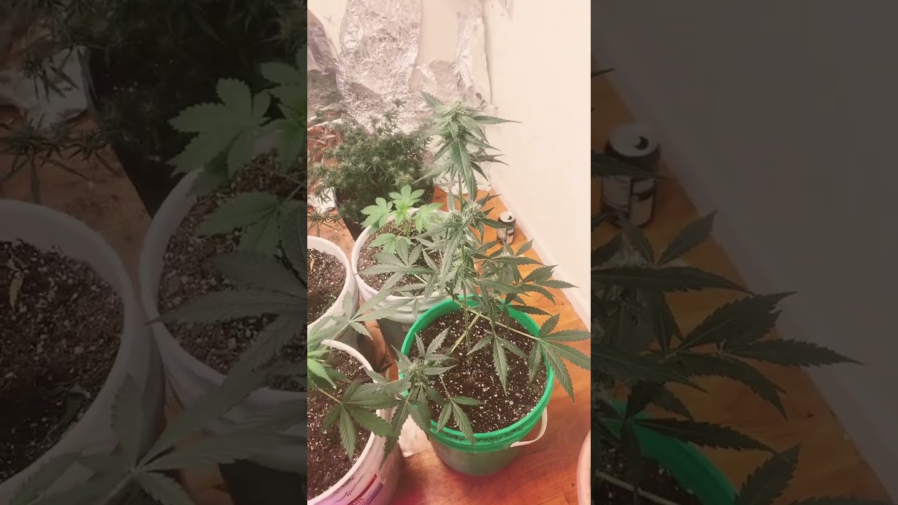 Cotton candy kush auto flower week 7! grow Marijuana with me