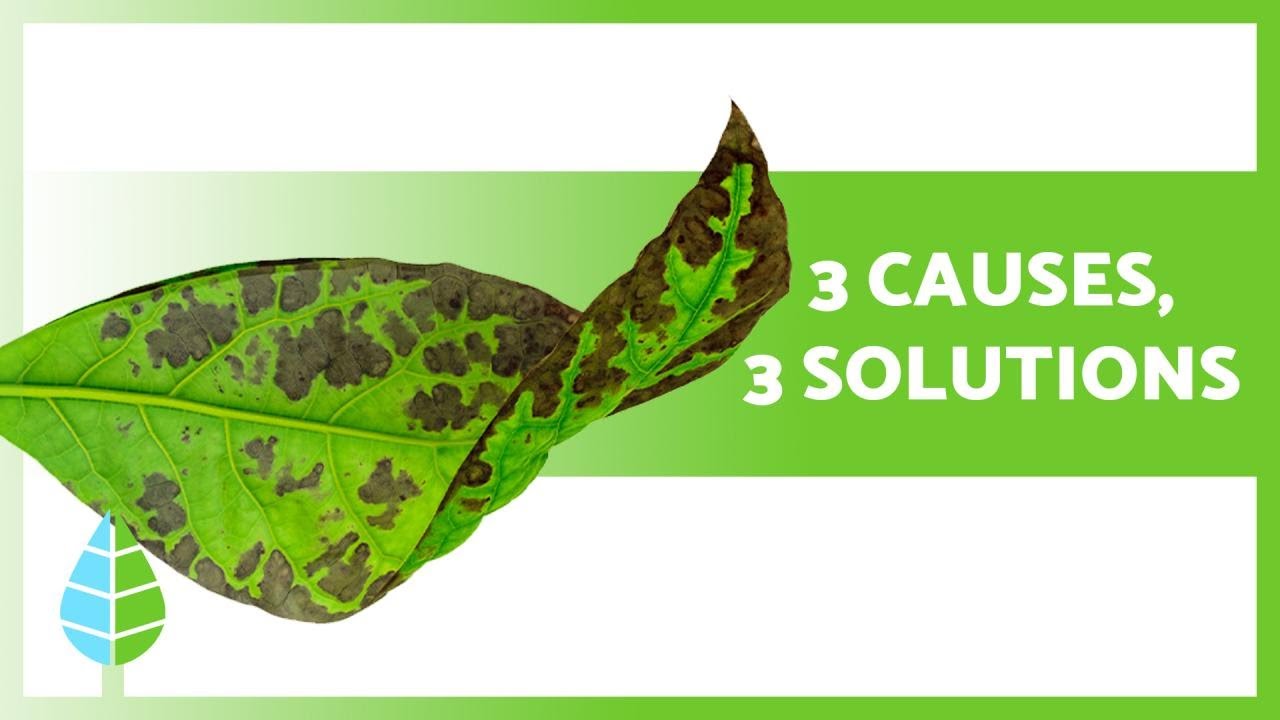 TACHES NOIRES sur les FEUILLES DES PLANTES (3 Causes et Solutions ✅)