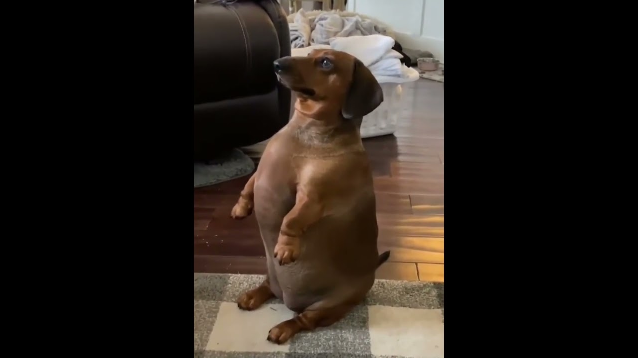 Perro salchicha gordo salchicha  